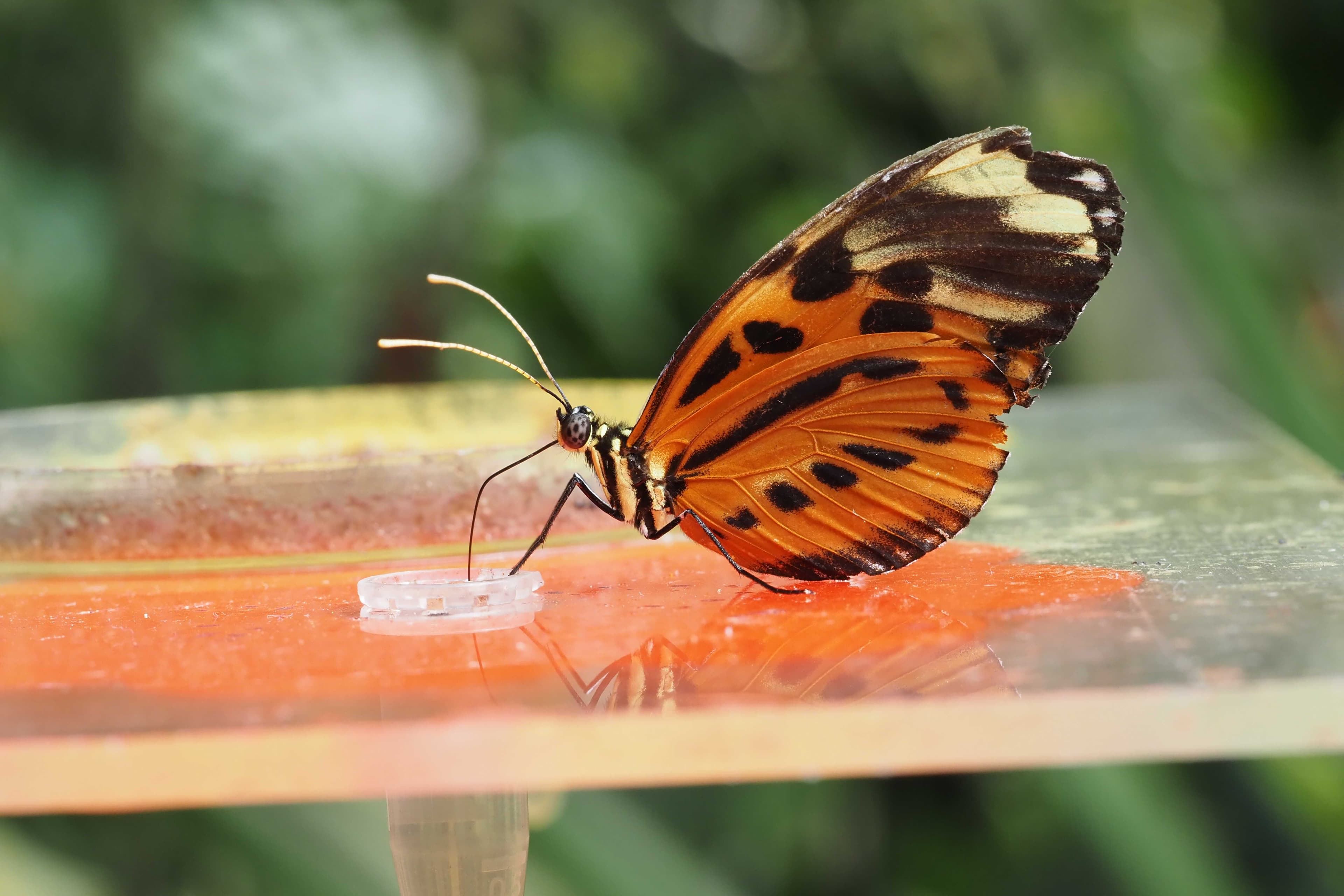 Heliconius si pamatují trasy