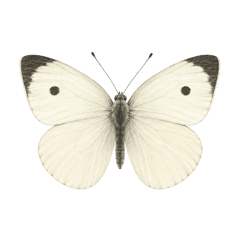 Běláskovití