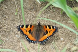 Babočka kopřivová – foto 4