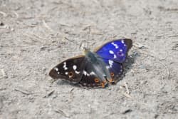 Batolec červený – foto 6