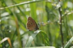 Okáč prosíčkový – foto 4