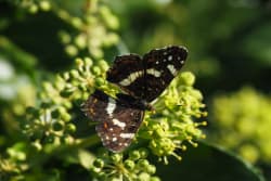 Babočka síťkovaná – foto 3