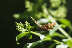 Babočka síťkovaná – foto 6