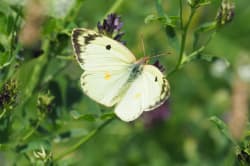 Žluťásek jižní – foto 4