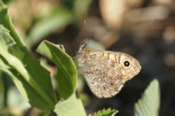 Okáč zední – foto 2