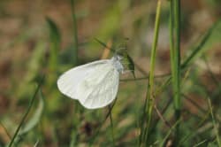Bělásek luční – foto 2