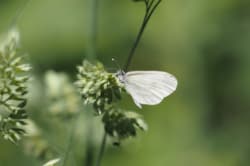 Bělásek luční – foto 3