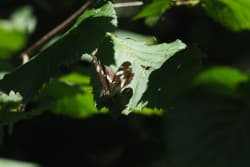 Bělopásek dvouřadý – foto 3