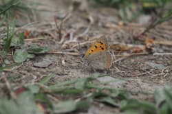 Ohniváček černokřídlý – foto 3