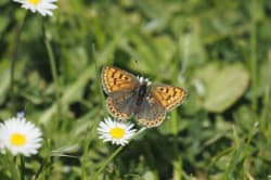 Ohniváček černoskvrnný – foto 1
