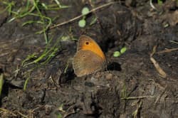 Okáč luční – foto 4