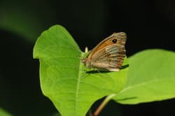 Okáč luční – foto 7