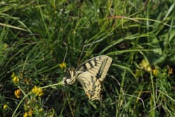 Otakárek fenyklový – foto 6