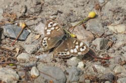 Okáč pýrový – foto 3