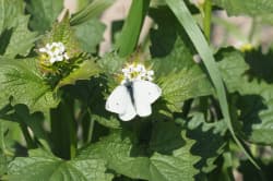 Bělásek řepový – foto 1