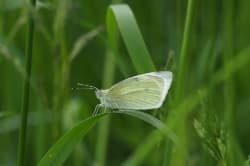 Bělásek řepový – foto 3