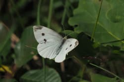 Bělásek řepový – foto 7