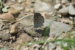Modrásek východní – foto 5