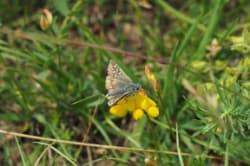 Soumračník proskurníkový – foto 5
