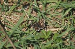 Soumračník jahodníkový – foto 1