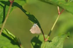 Ostruháček kapinicový – foto 5