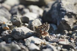 Soumračník skořicový – foto 1