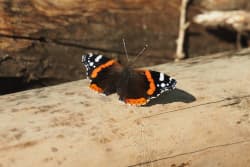 Babočka admirál – foto 7